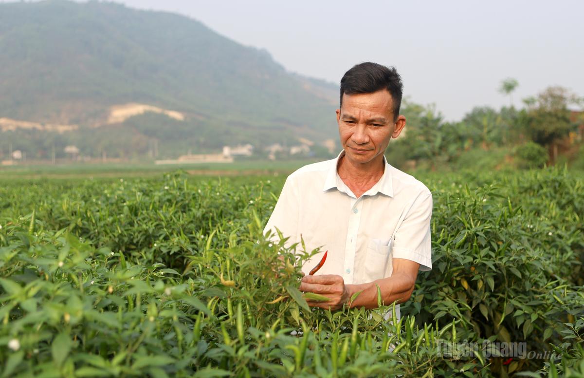 Anh Phúc kiểm tra cây ớt đang kỳ cho quả.