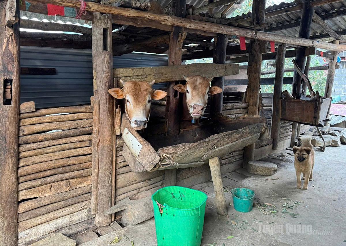 The Hmong people here raise cattle and are steadily improving their livelihoods.