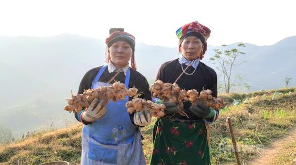Gừng trâu ruột vàng mang lại thu nhập cao cho người dân vùng liên kết.