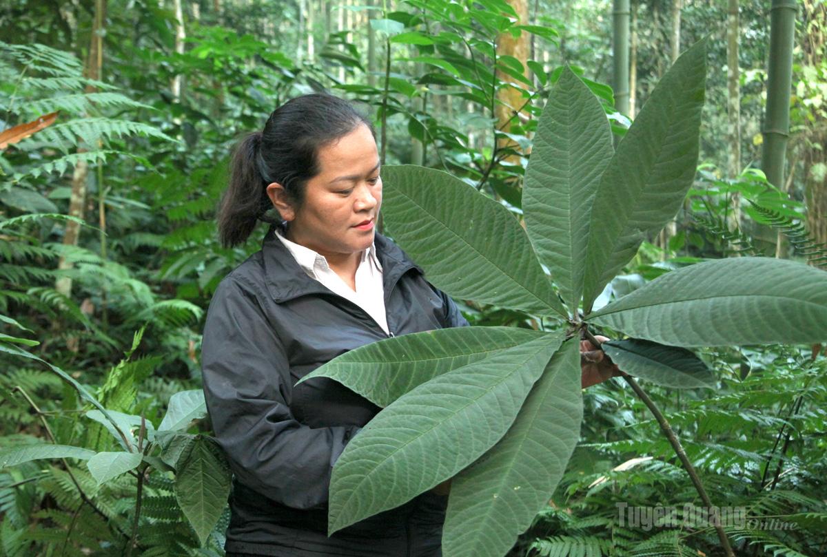 Chị Nguyễn Thị Hồng Liễu kiểm tra vùng nguyên liệu cây Khôi nhung tía.