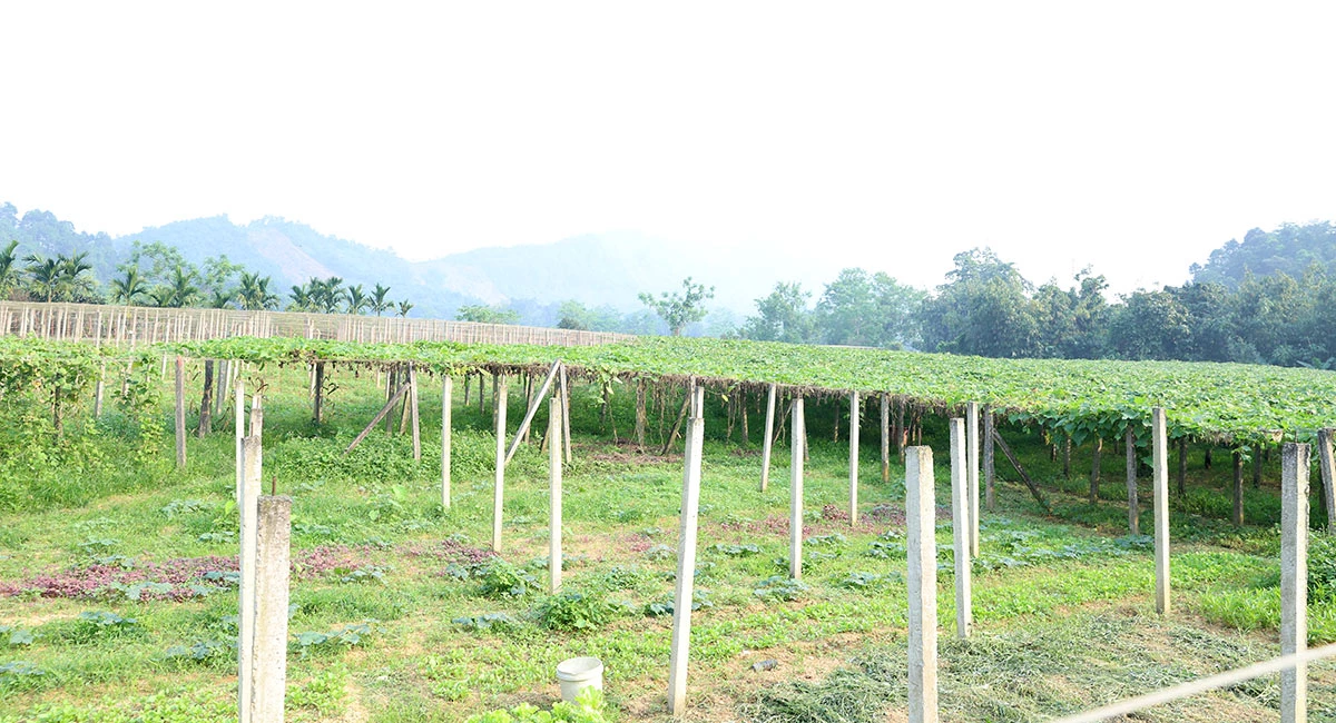 Những giàn rau sú su ở thôn 29