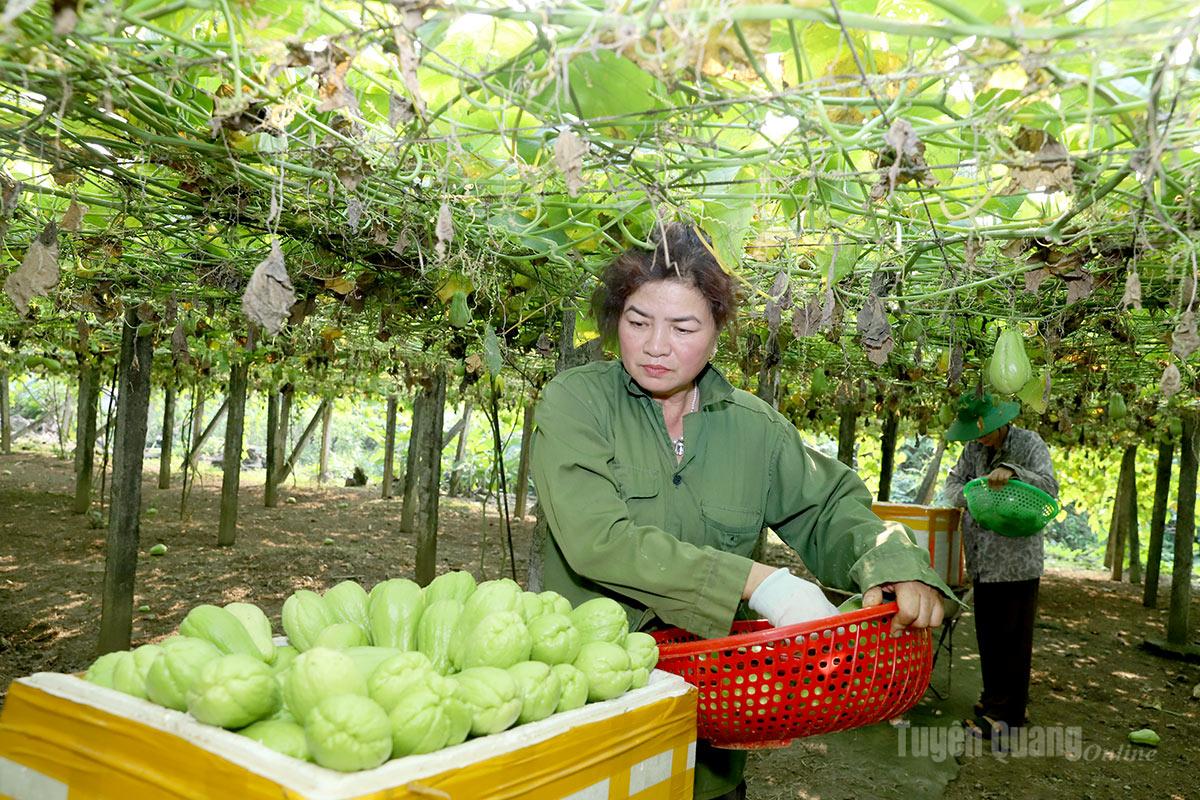 Hiện đang vào vụ su su, mỗi ngày người dân thôn 29 thu hoạch từ 2 - 3 tấn quả.