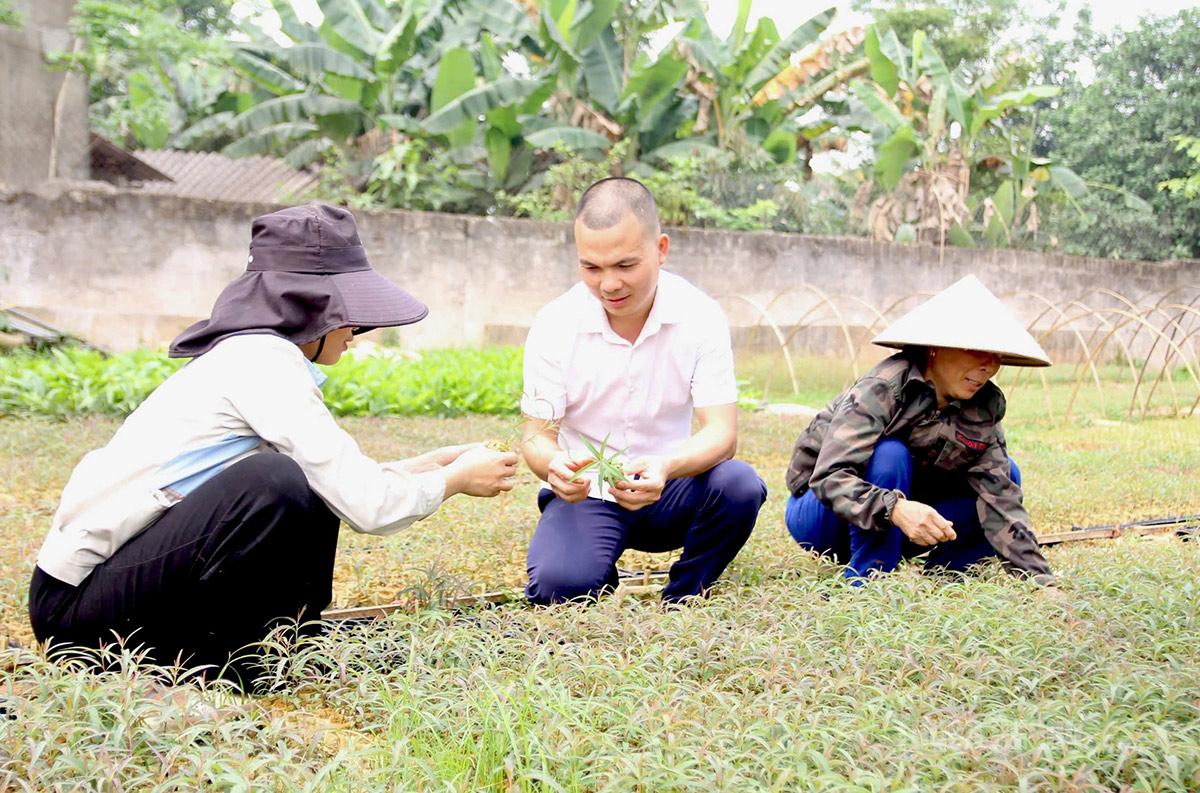 Những mầm cây non đạt tiêu chuẩn được đóng bầu đất và đưa ra ngoài môi trường tự nhiên.