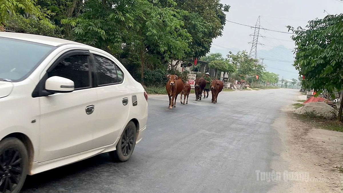 Gia súc thả rông trên đường 
giao thông đoạn qua địa bàn phường 
Bình Thuận 
(ảnh chụp ngày 8 - 4 - 2026).
Ảnh: Ngọc Ngân