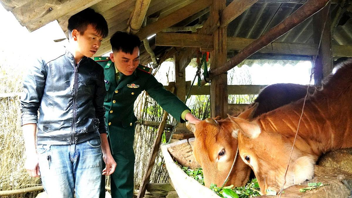 Cán bộ Đồn Biên phòng Sơn Vĩ hỗ trợ gia đình anh Thò Mí Già, thôn Cò Súng phát triển kinh tế qua mô hình nuôi bò sinh sản luân chuyển.