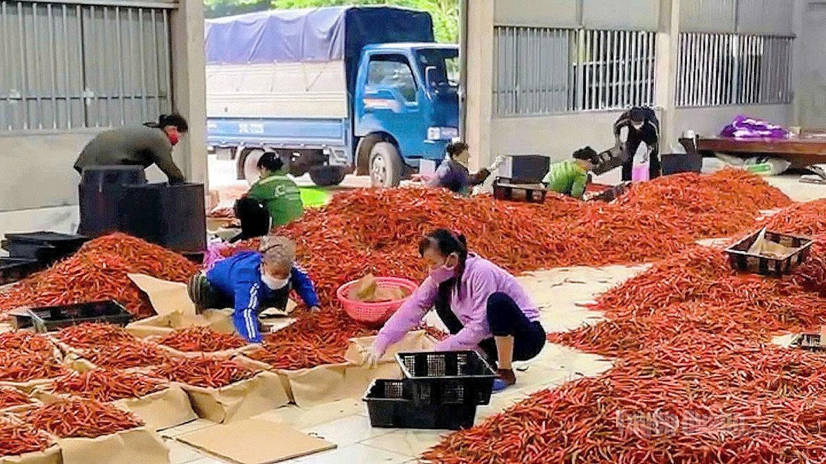 HTX Minh Thắng 
thu mua ớt sau thu hoạch, bảo đảm đầu ra ổn định 
cho nông dân.