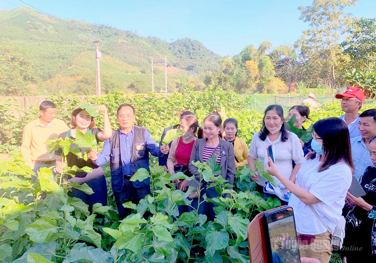 Mô hình liên kết trồng dâu tại xã Yên Nguyên.