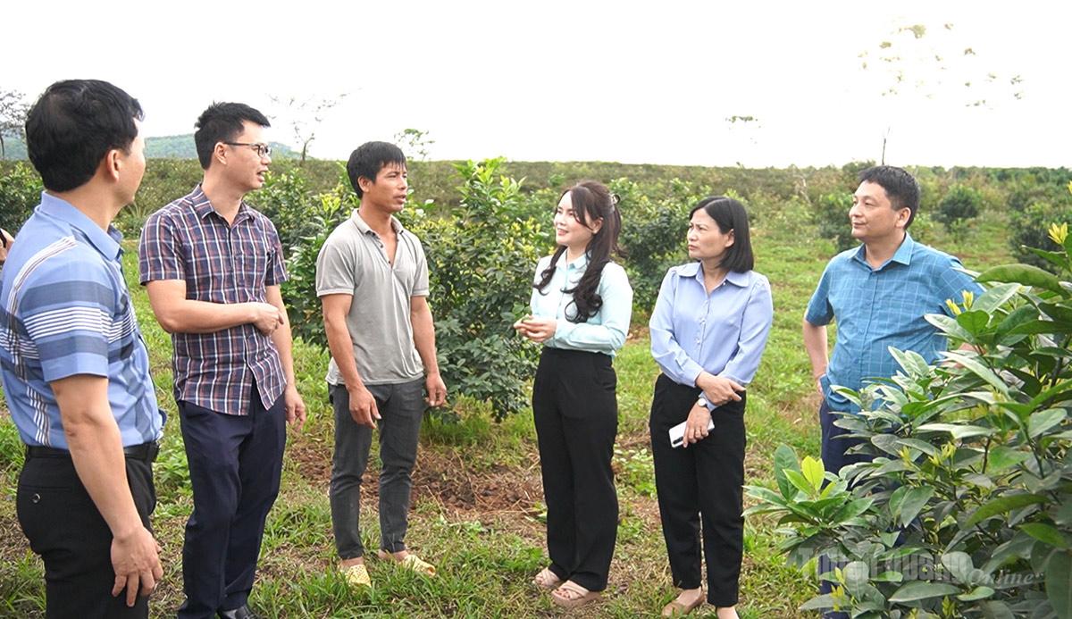 Lãnh đạo xã Sơn Dương kiểm tra mô hình trồng chanh trên địa bàn.