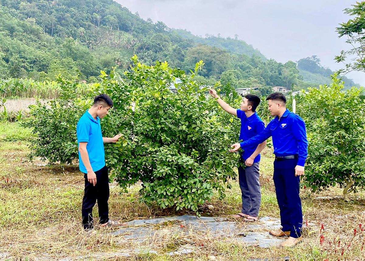 Đảng viên trẻ xã Kim Bình tích cực bám sát cơ sở, vận động nhân dân xây dựng các mô hình kinh tế hiệu quả.