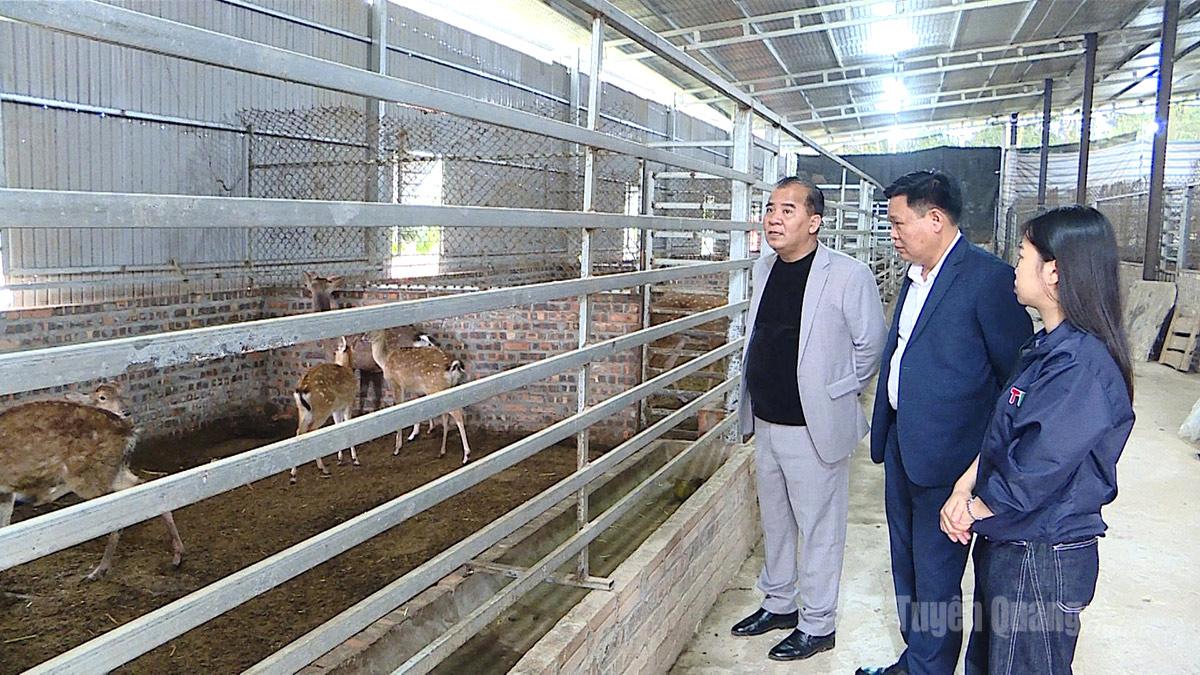 Mô hình chăn nuôi hươu, ếch, đuông dừa của ông Trần Văn Đăng, xã Tân Trào.