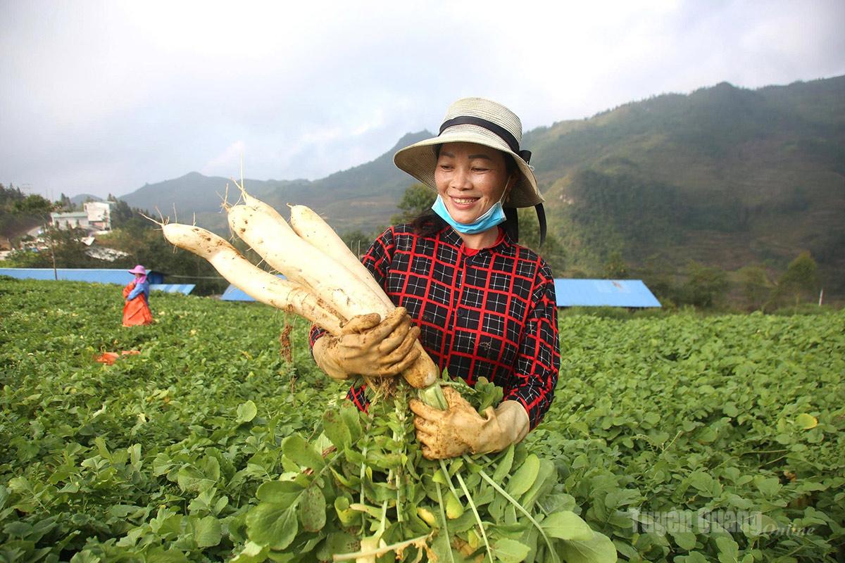 Củ cải được người dân xã Xín Mần coi là “sâm trắng”
của địa phương.