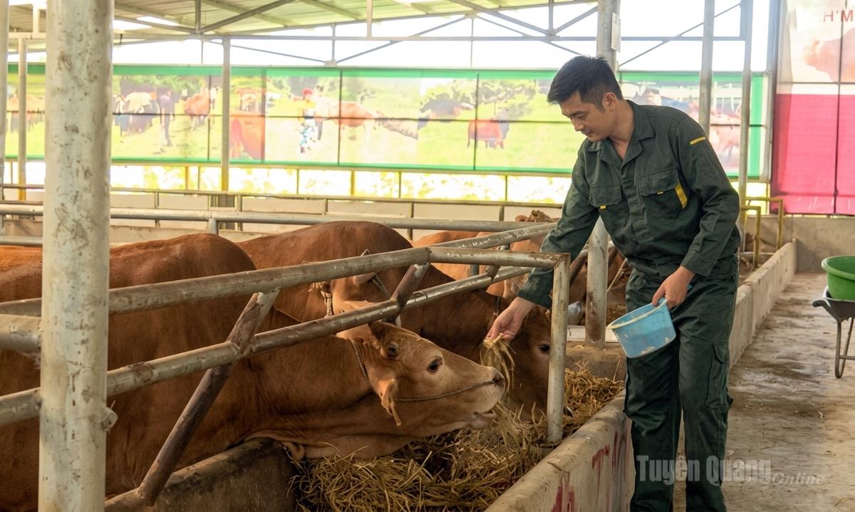 Đàn bò được chăm sóc theo quy trình kỹ thuật nghiêm ngặt tại HTX Cát Lý.