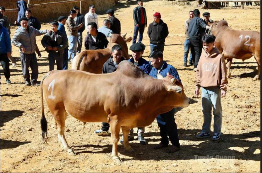 Bò vàng vùng cao thích ứng với thời tiết khắc nghiệt, thể trạng to lớn và có chất lượng thịt thượng hạng.