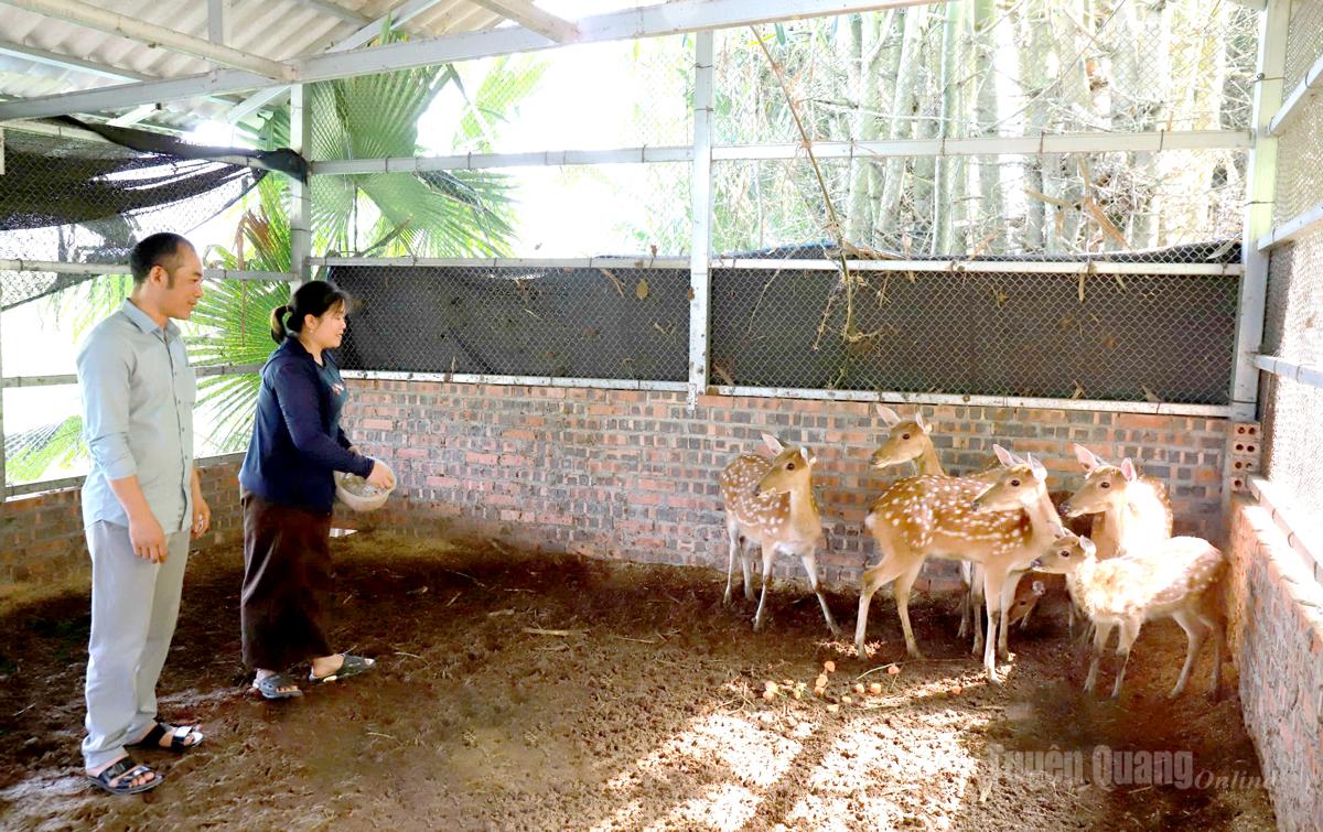 Chuyển hướng nuôi hươu lấy nhung giúp gia đình chị Nguyễn Thị Hoành, tổ dân phố 31 - Hạ Thành có thu nhập ổn định.