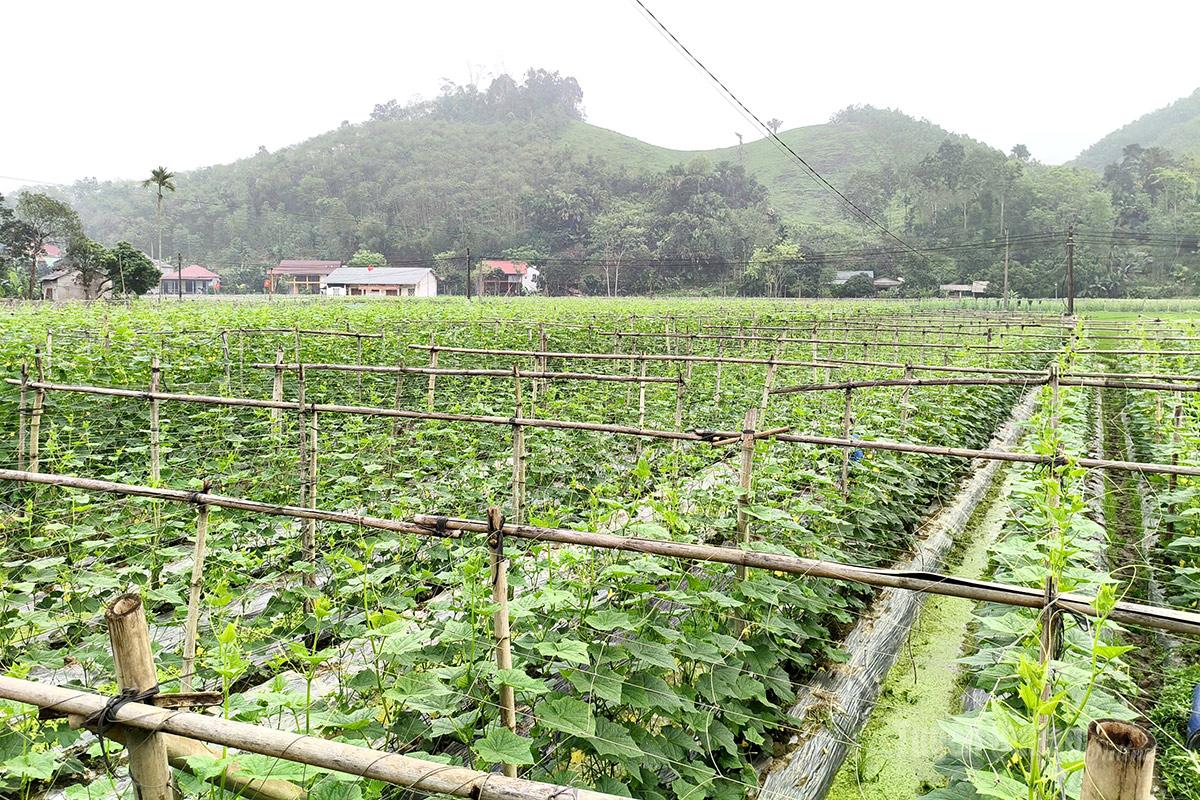 Vườn dưa chuột của gia đình anh Quan Văn Duẩn, thôn Bản Giảo đang phát triển tốt.