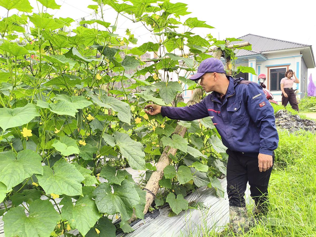 Người dân thôn Ón Cáy phân loại dưa chuột sau khi thu hoạch.