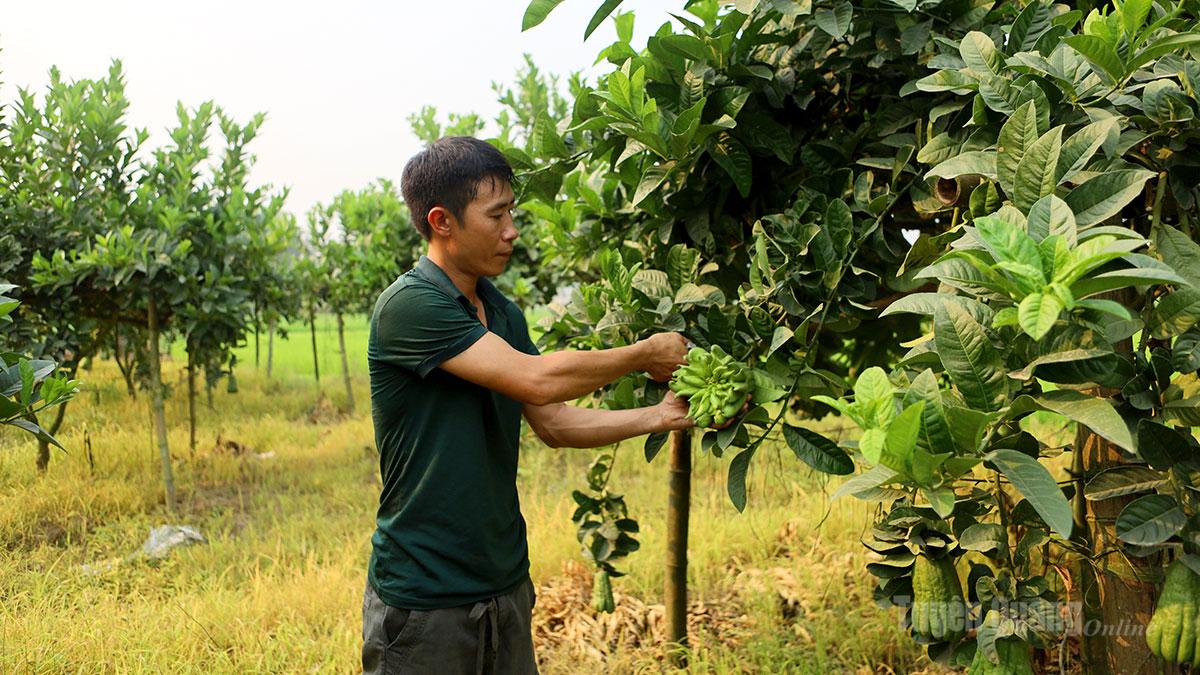 Anh Hoàng Văn Sơn hái phật thủ cho khách.