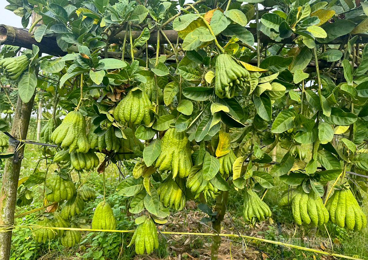 Cây phật thủ là hướng đi mới trong phát triển kinh tế của xã Yên Sơn.