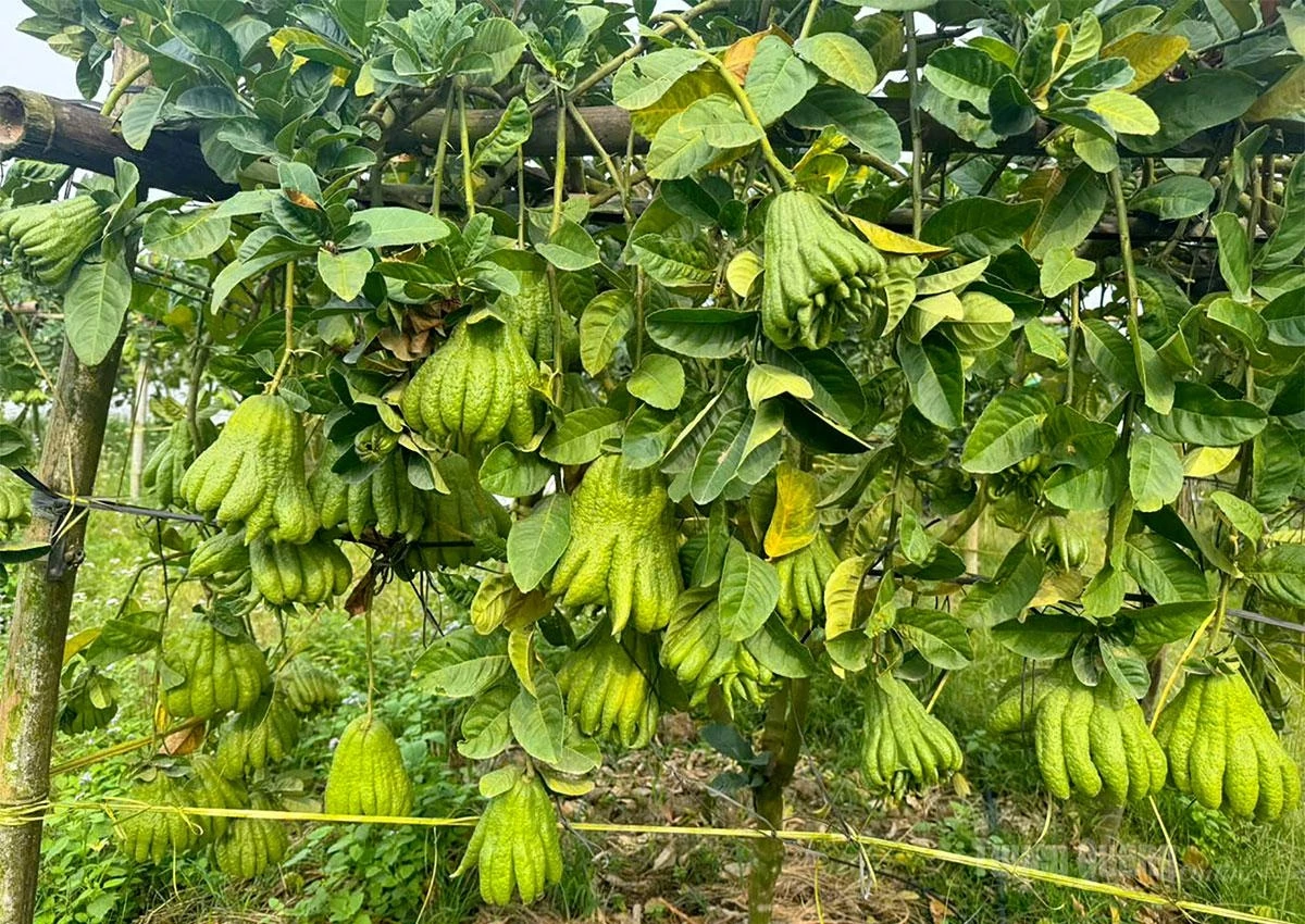 Buddha’s hand citron is emerging as a new economic development direction in Yen Son commune.