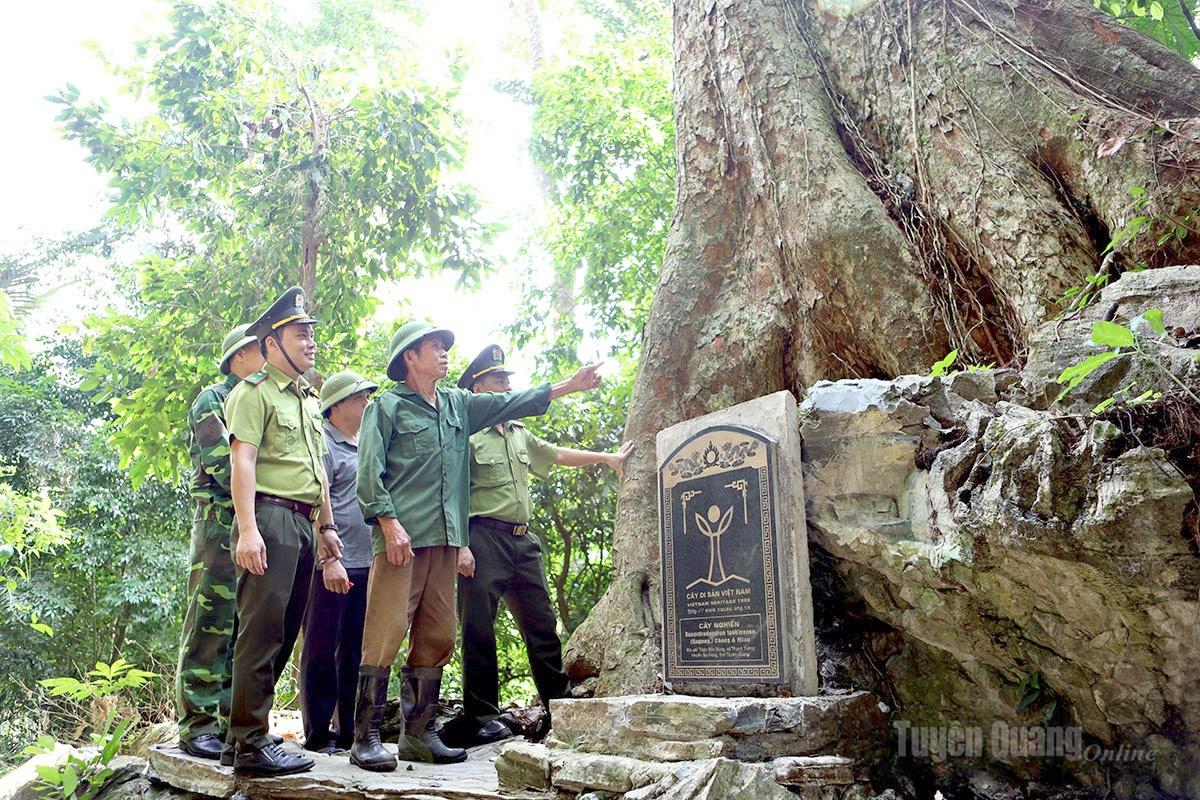Cây nghiến di sản tại thôn Bản Bung, xã Nà Hang được giữ gìn qua nhiều thế hệ.