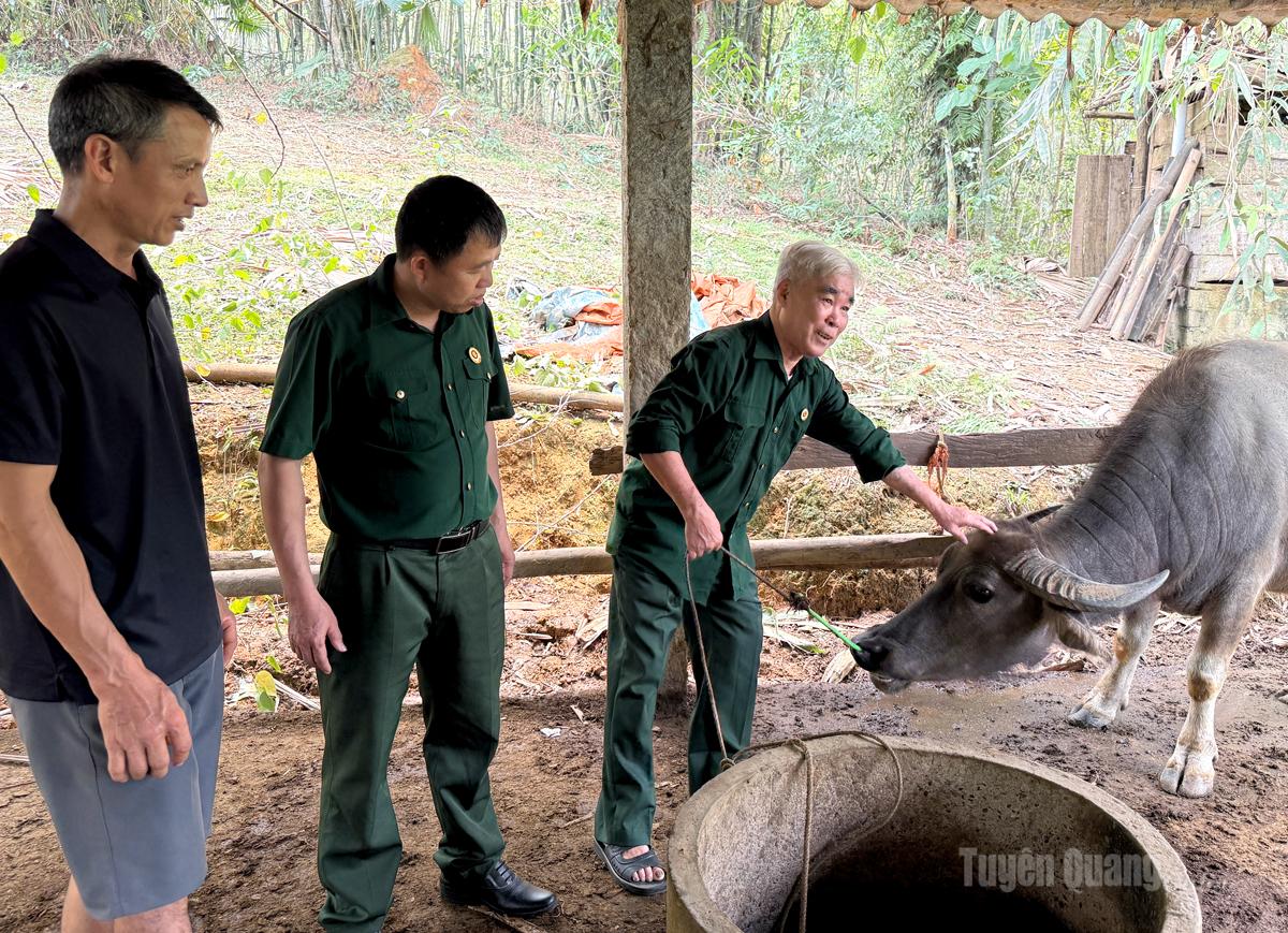 Cựu chiến binh Đào Xuân Chiến, thôn Hùng Tiến, xã Tân Mỹ thăm mô hình nuôi trâu của thành viên hợp tác xã.