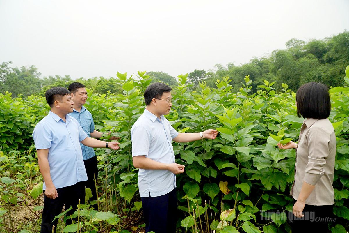 Đoàn công tác Sở Nông nghiệp và Môi trường khảo sát mô hình trồng dâu nuôi tằm tại xã Sơn Thủy.