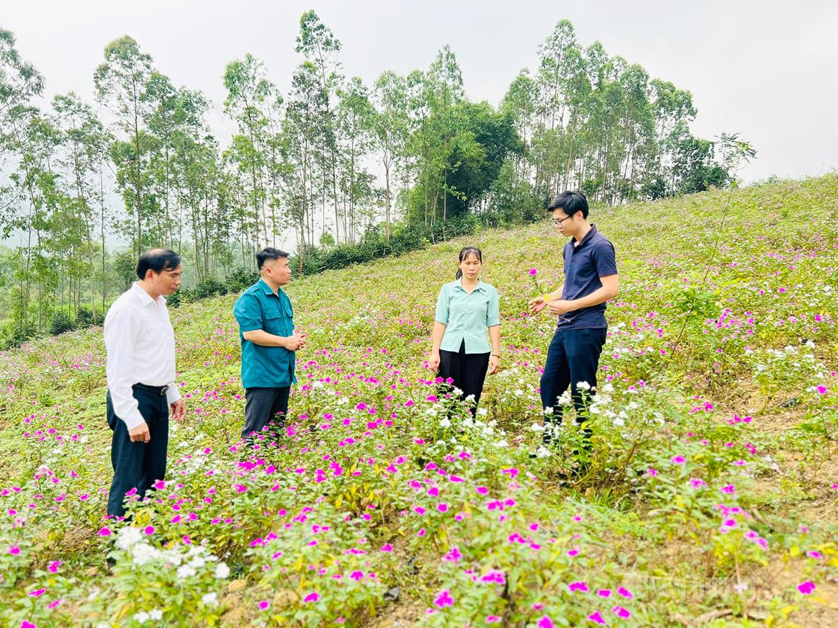 Lãnh đạo Ban Xây dựng Đảng, Đảng bộ xã Hồng Sơn thăm mô hình dược liệu mới tại Tân Thành.