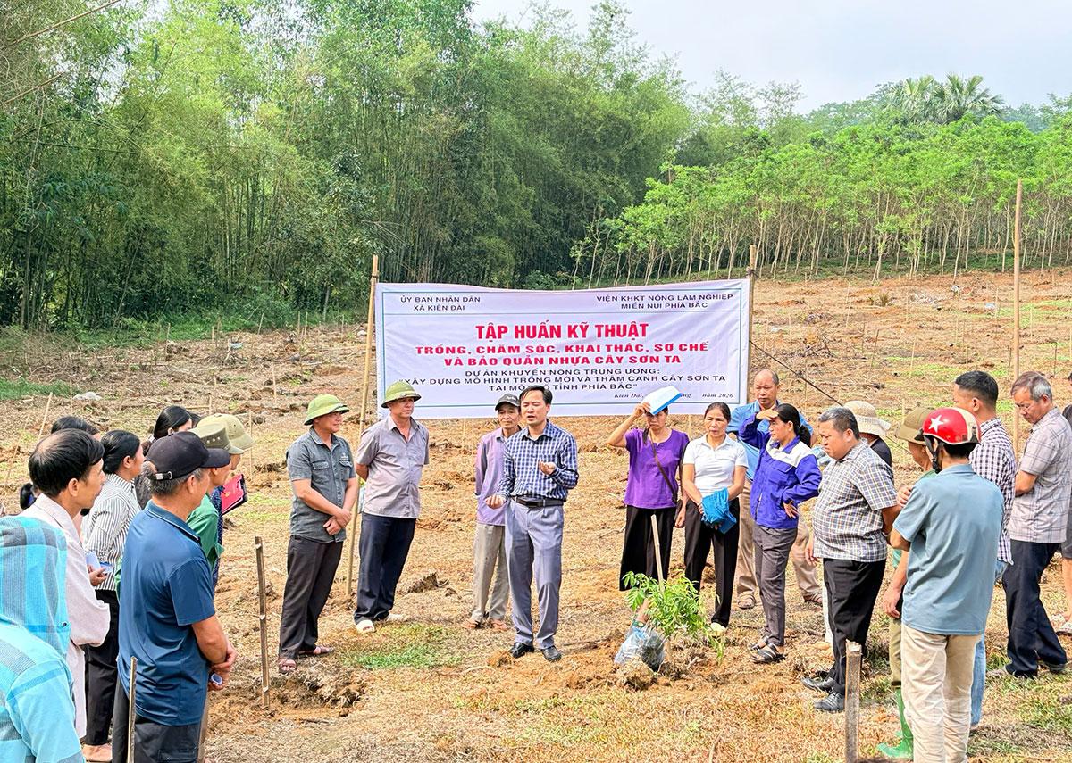 Học viên lớp tập huấn trực tiếp thực hành kỹ thuật bón lót và trồng mới cây sơn ta tại thực địa.