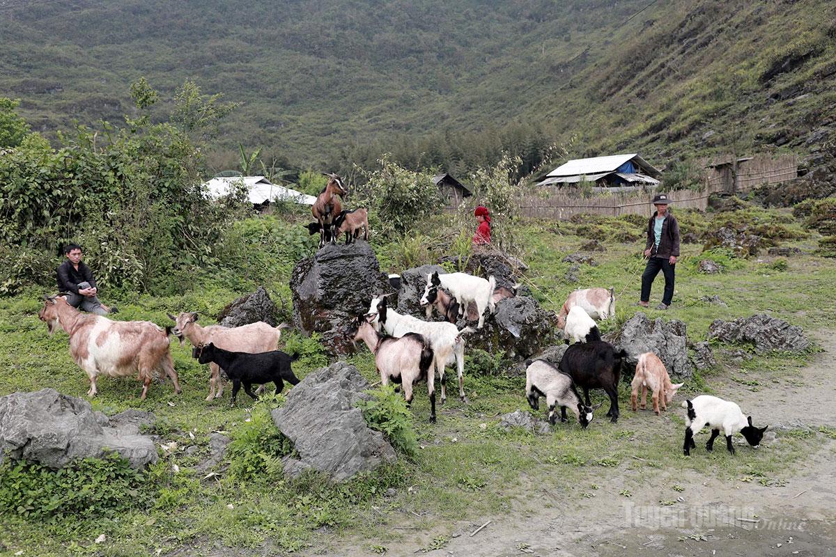 Đàn dê của gia đình anh Thào Phái Chơ, thôn Lùng Hẩu đang phát triển ổn định.