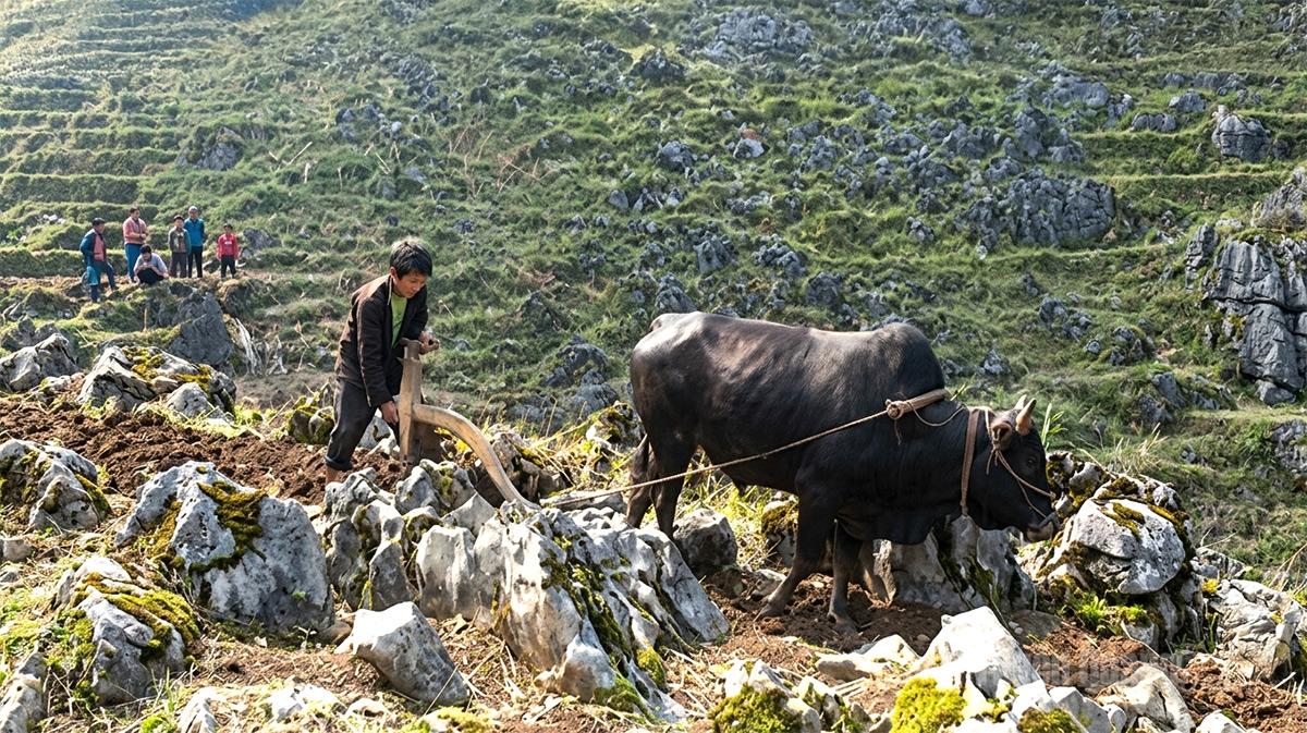 Người Mông xã Đồng Văn canh tác trên nương đá.
