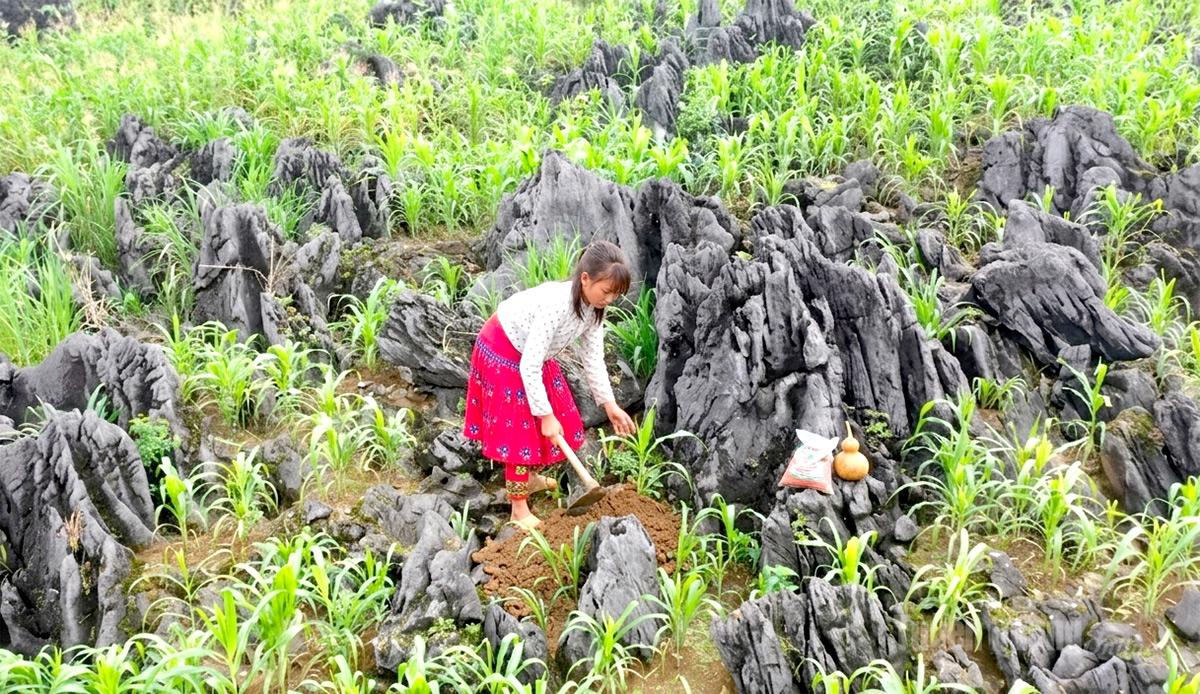 Những nương ngô vươn lên xanh tốt từ lòng đá.