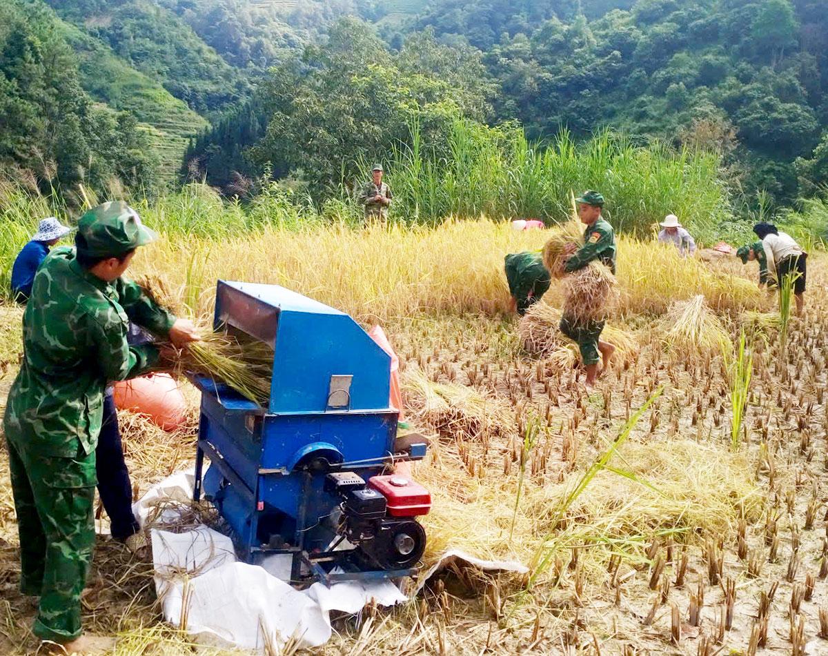 Cán bộ, chiến sĩ Đồn Biên phòng Bản Máy hỗ trợ người dân thu hoạch lúa.
