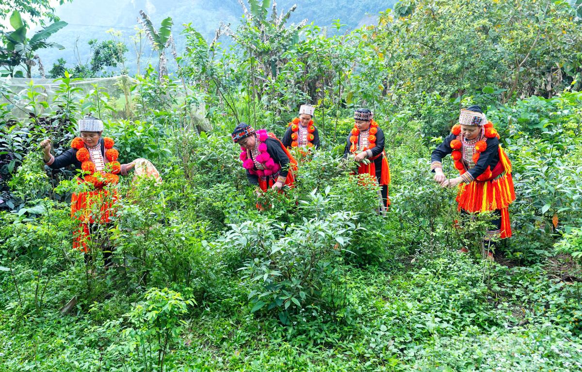 Các thành viên
Hợp tác xã thuốc Đông y Tân Hoa, xã Bình An hái thuốc nam quảng bá trên các trang mạng xã hội.