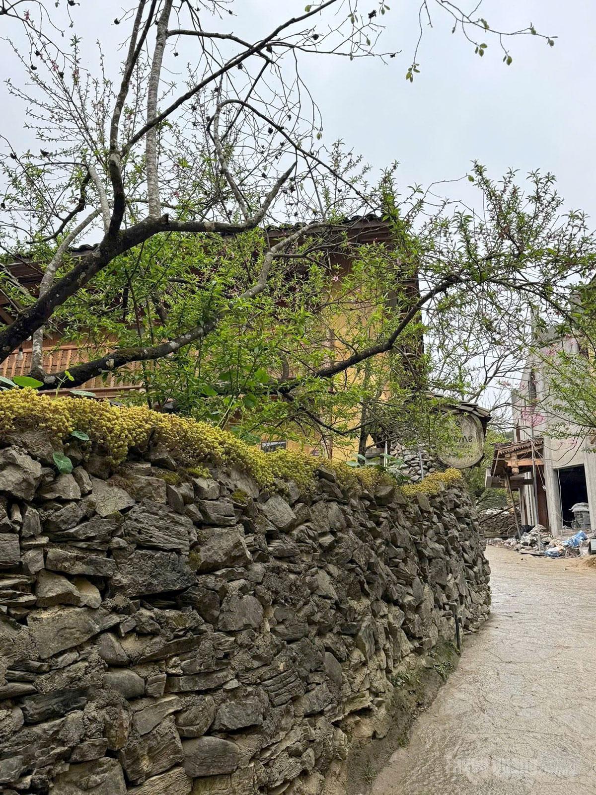 A fence lined with the “most famous persimmon tree in Vietnam,” where every visitor seeks a perfect photo opportunity.