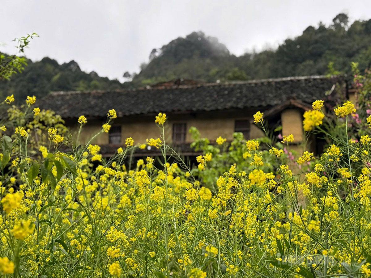 A mustard garden in the rain.