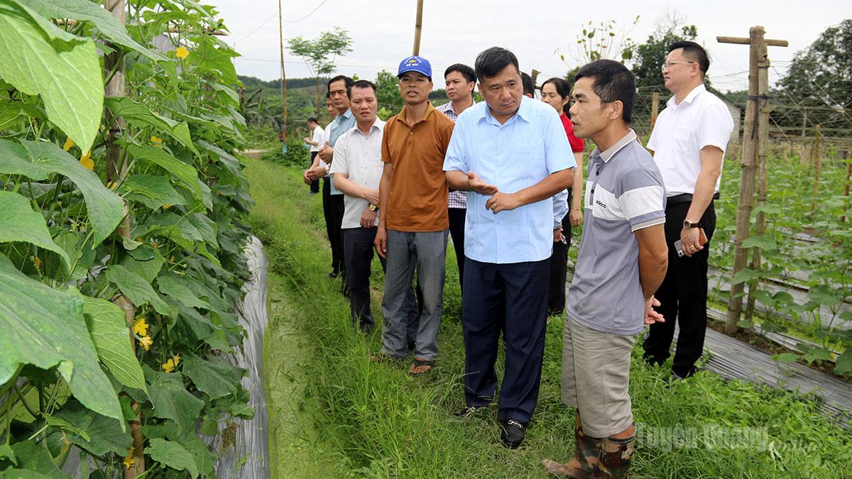 Đồng chí Hầu Minh Lợi, Ủy viên Ban Thường vụ Tỉnh ủy, Phó Chủ tịch Thường trực HĐND tỉnh cùng thành viên Đoàn công tác tham quan mô hình trồng dưa leo liên kết của gia đình anh Quan Văn Duẩn, thôn Bản Giảo.
