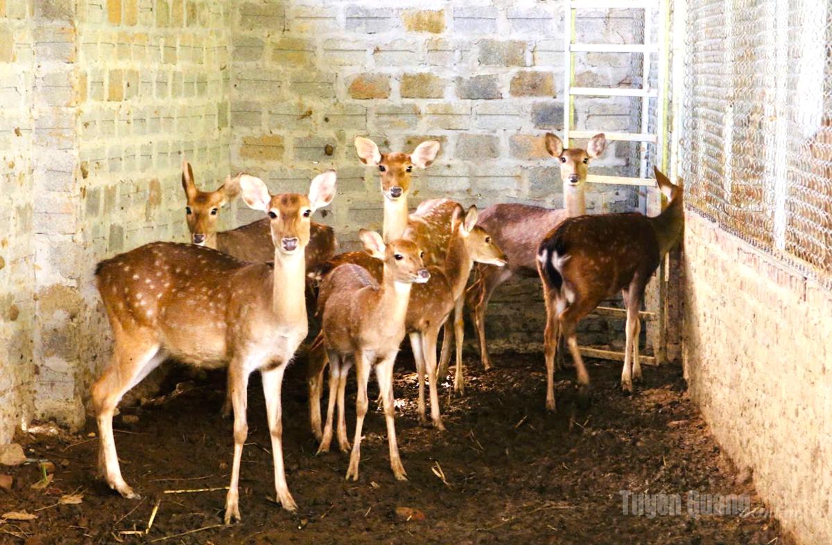 Đàn hươu của gia đình anh Nguyễn Văn Trụ, Tổ dân phố 29 Tân Tiến, phường Hà Giang 1
 duy trì ổn định từ 13 - 15 con.