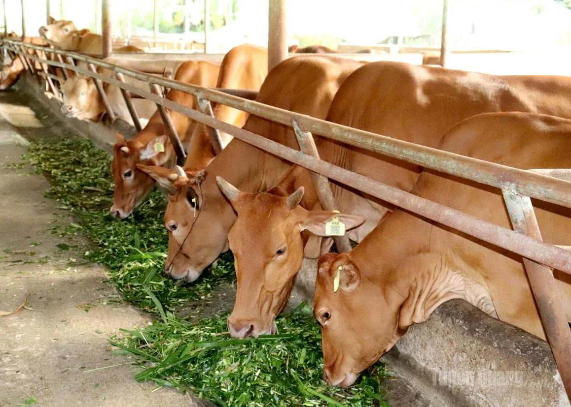 H’Mong cattle are raised under strict technical standards at Cat Ly Cooperative, Thuan Hoa Commune, to improve marbling.
