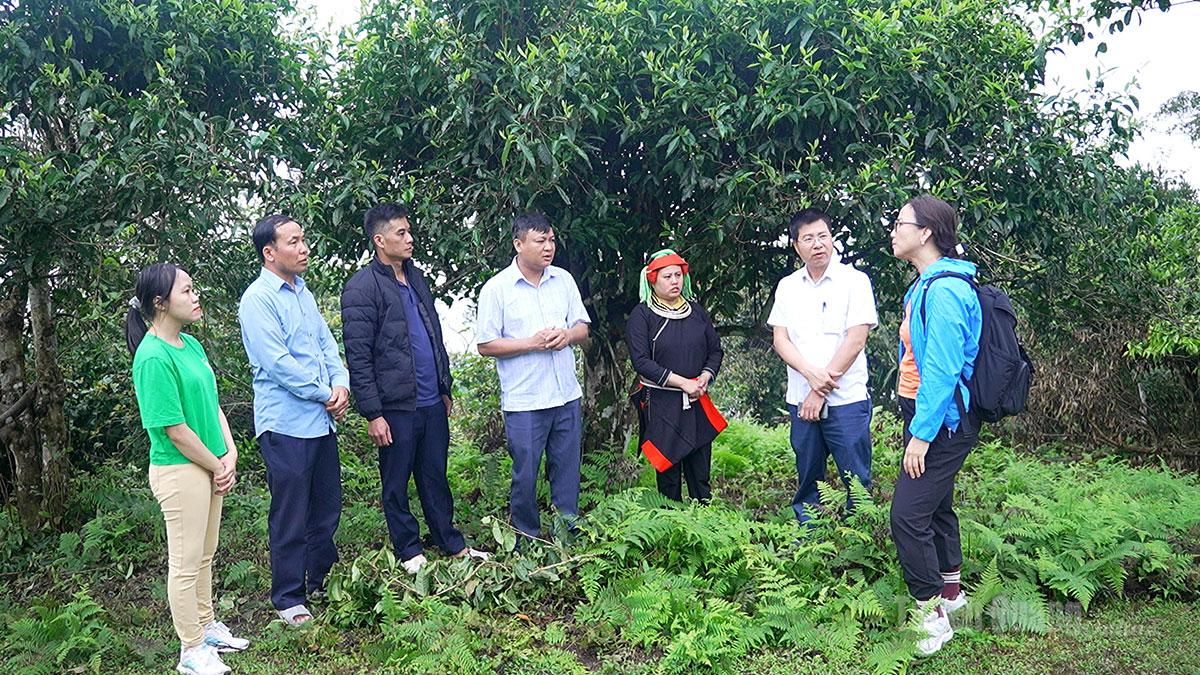 Ban điều hành dự án đánh giá phát triển quần thể chè Shan tuyết cổ thụ tại thôn Lùng Tao, xã Cao Bồ.