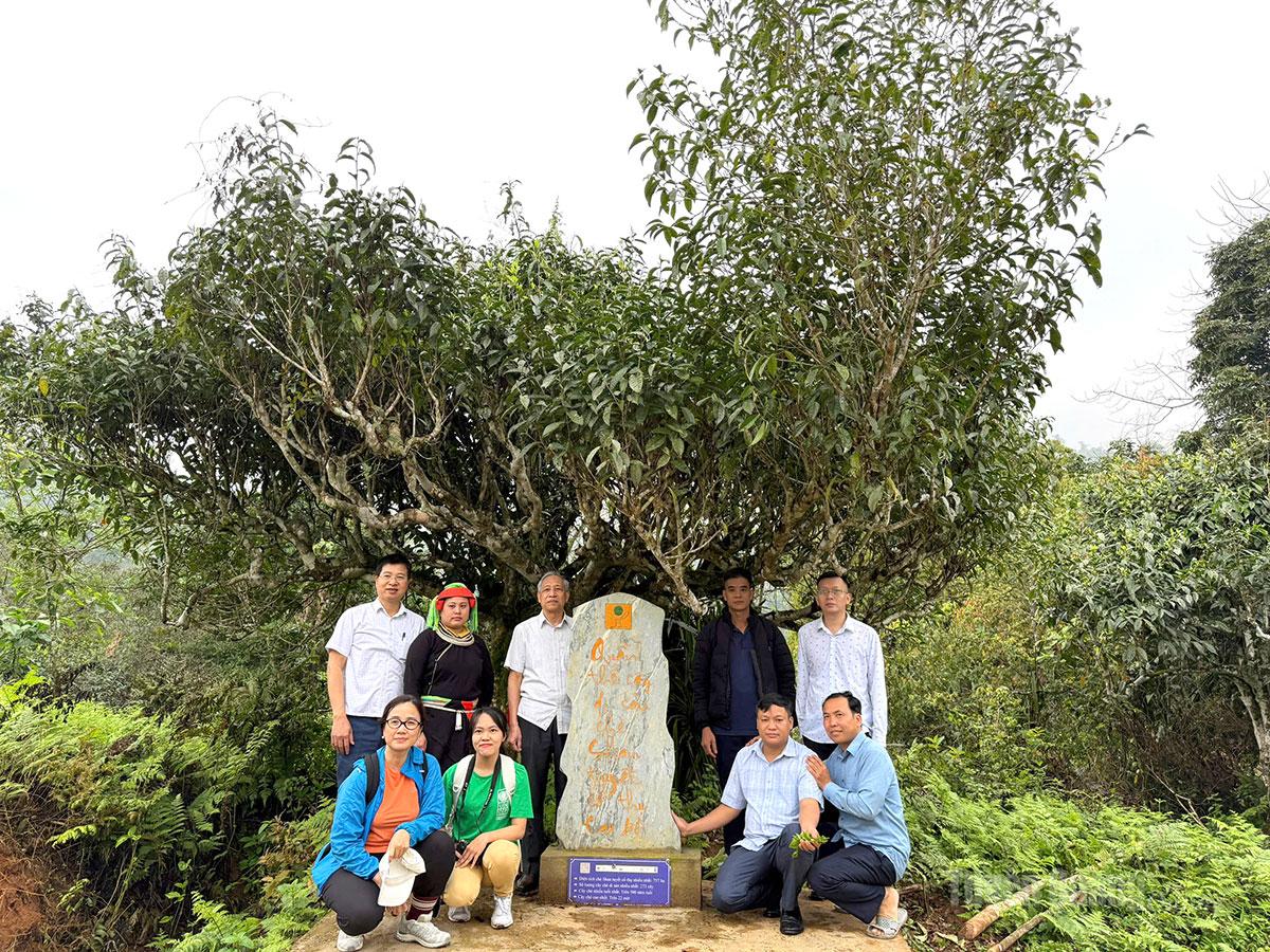 Điểm check-in Quần thể di sản chè Shan tuyết cổ thụ tại xã Cao Bồ được đầu tư phục vụ phát triển du lịch cộng đồng.