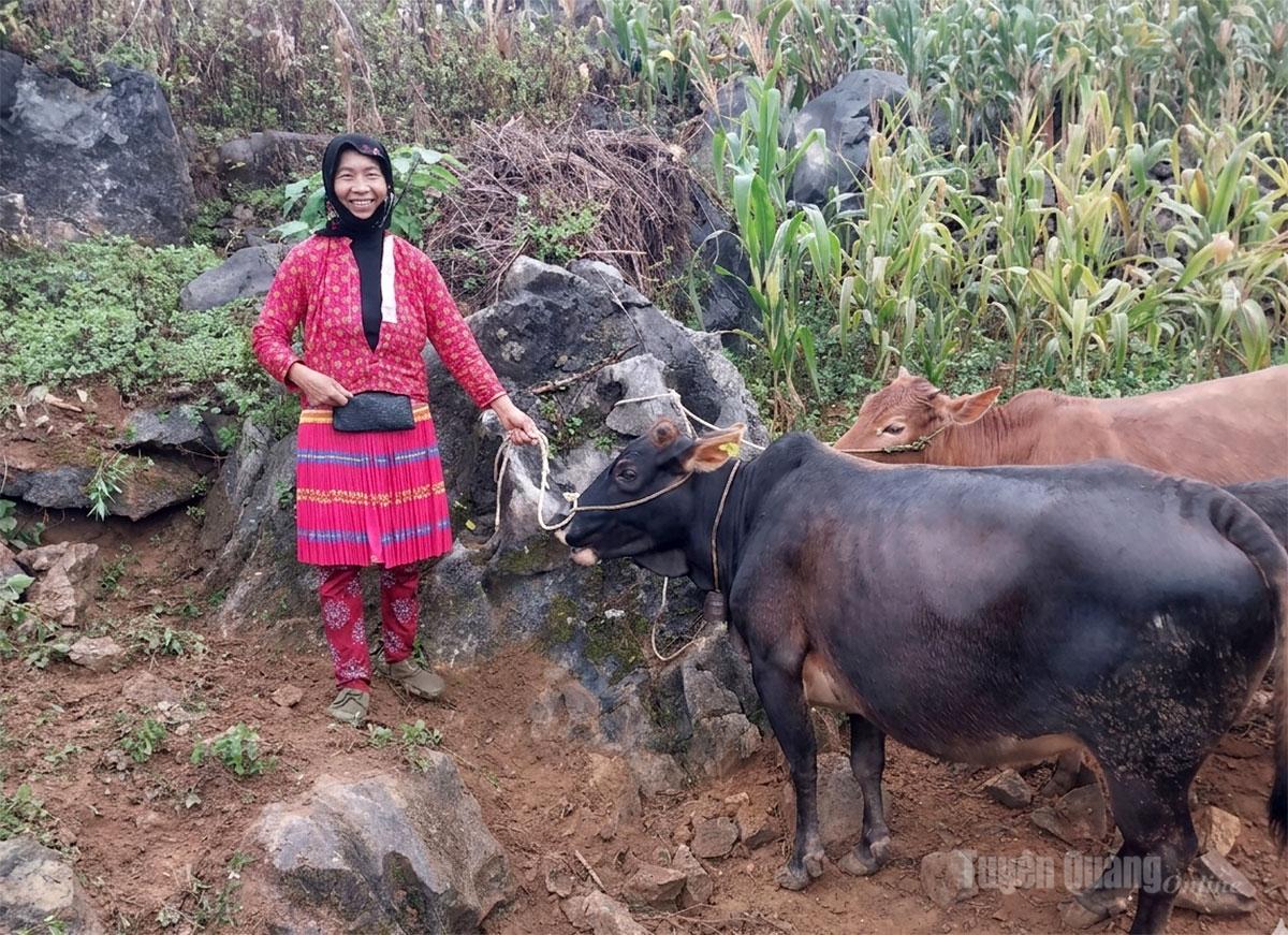 Người dân thôn Sủng Phính B được hỗ trợ bò sinh sản để phát triển chăn nuôi.