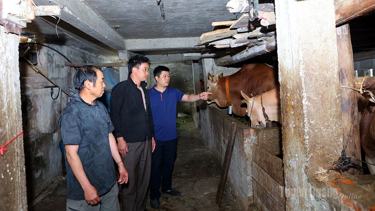 Cán bộ xã Thắng Mố thăm và kiểm tra mô hình chăn nuôi bò tại thôn Lùng Pủng A.