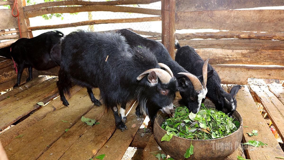 Giống dê núi bản địa được nhiều hộ gia đình tại Thắng Mố lựa chọn để chăn nuôi, xây dựng mô hình thoát nghèo.