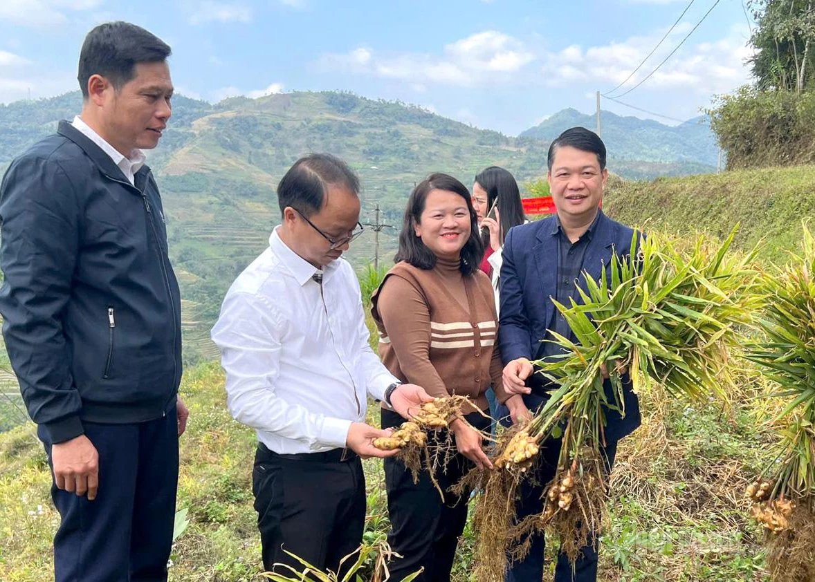 Leaders of the Department of Agriculture and Environment visit the ginger raw material area of Son Y Medicinal Cooperative.