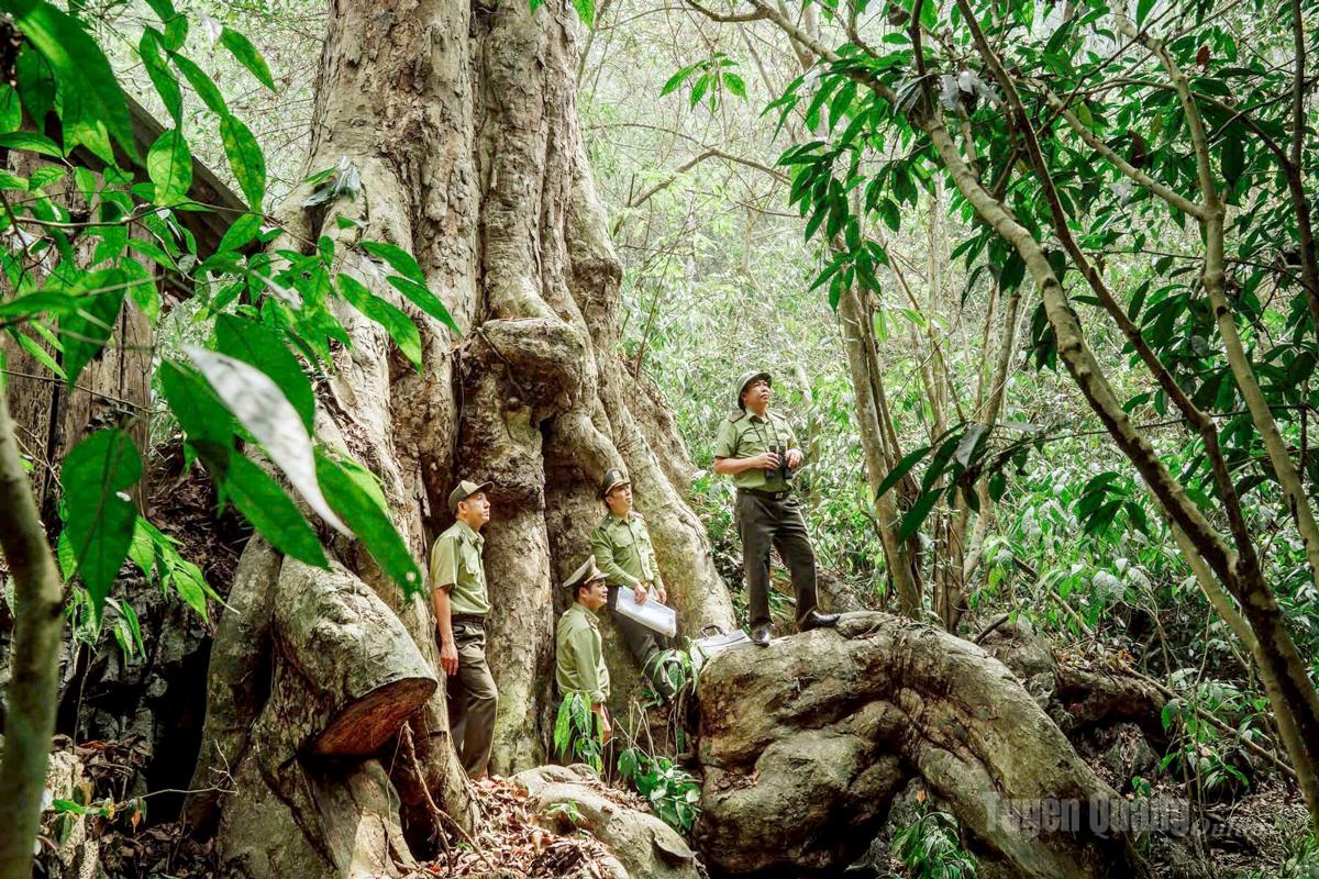 Cán bộ kiểm lâm tuần tra tại khu rừng đặc dụng Phong Quang. Ảnh: Phạm Hưởng.