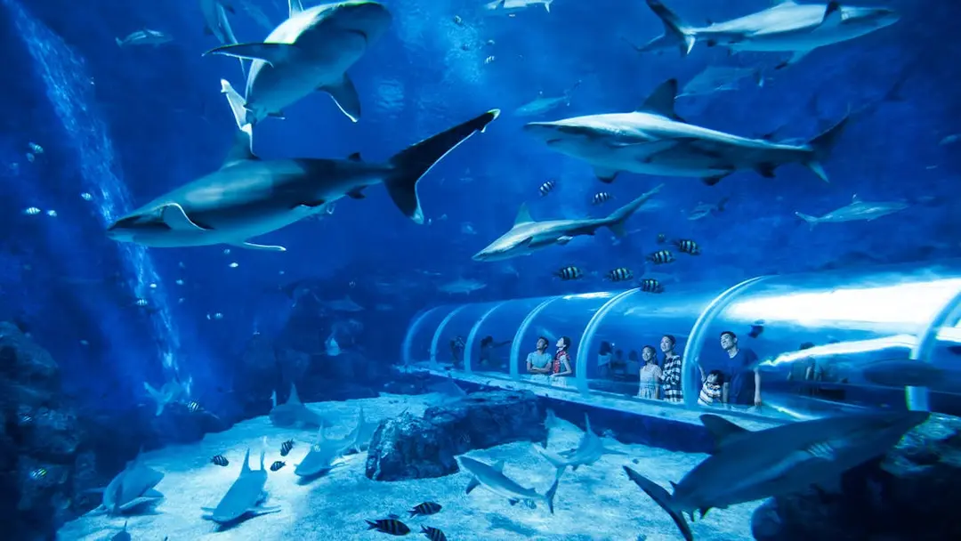 Oceanarium Singapore 