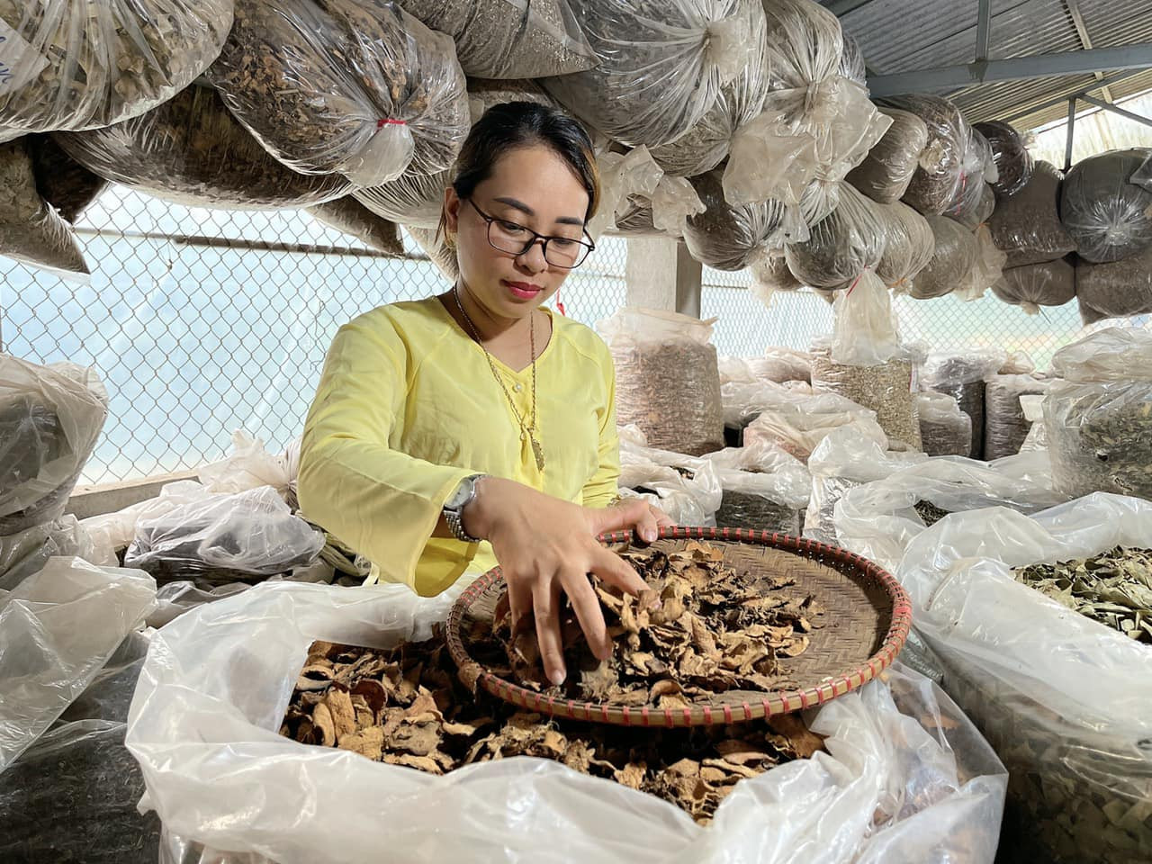Lương y Nguyễn Thị Thái bào chế bài thuốc đông y từ thảo dược tự nhiên