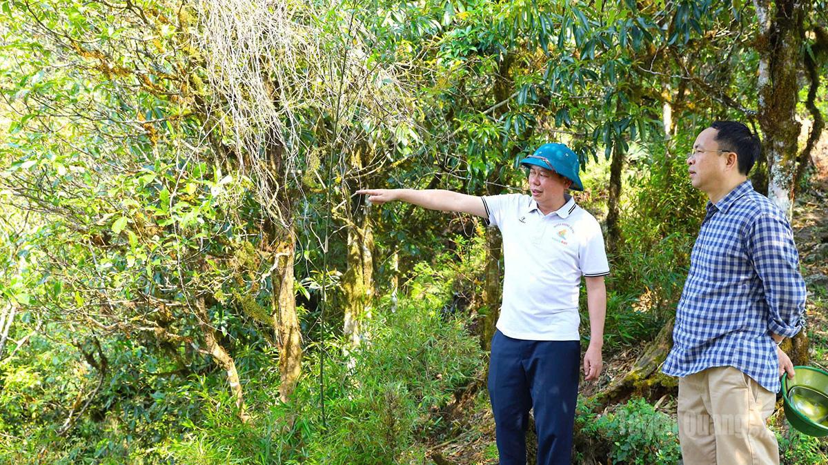 Đoàn thăm, khảo sát vùng nguyên liệu chè trên địa bàn xã Hồ Thầu.