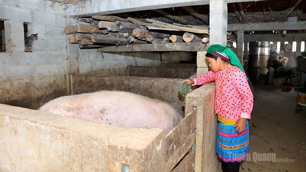 Bà Sính Thị Giàng, thôn Hồng Ngài A chăm sóc đàn lợn.