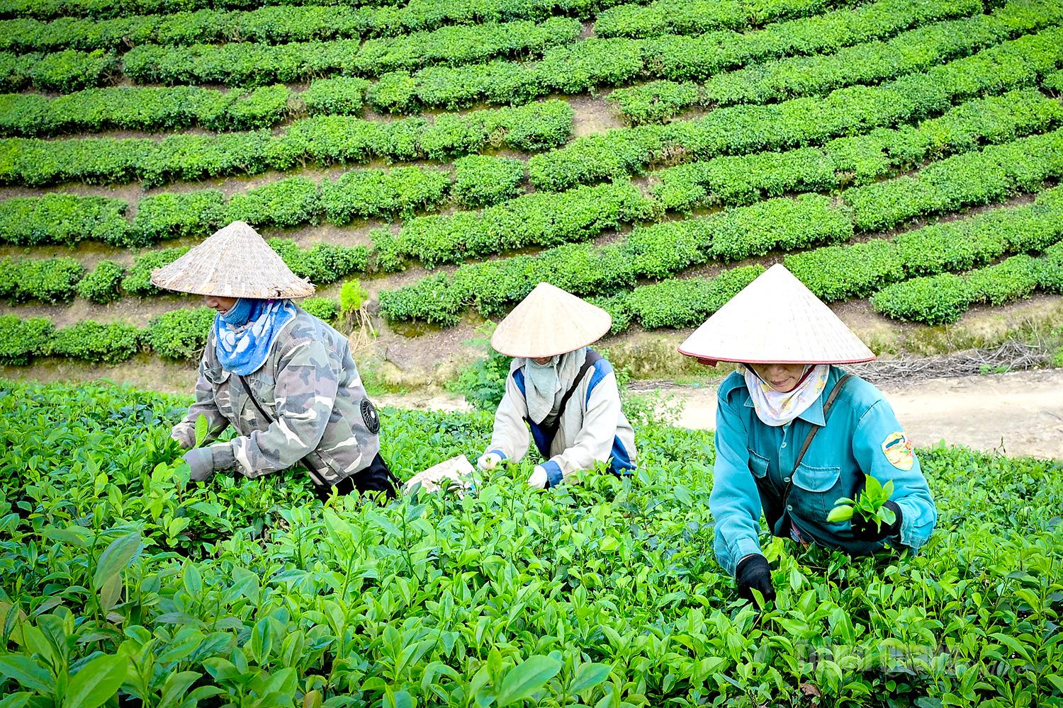 Farmers in Vinh Tan Village, Tan Trao Commune, begin work early in the morning and return home around 9 a.m. to avoid the intense heat.